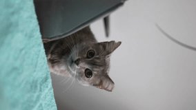 Curious Cat Peeking Over Edge, Adorable Gaze - vertical video
