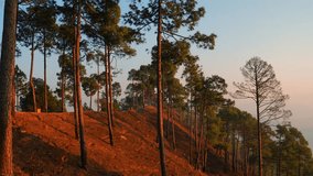 Pine tree forest in hill top of mountain valley Uttarakhand Kasardevi 4K Video