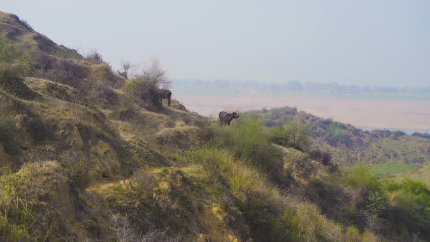 Buffaloes grazing in Chambal River Valley with semi arid moor landscape in Beehad of Morena Dholpur of Madhya Pradesh Rajasthan of India