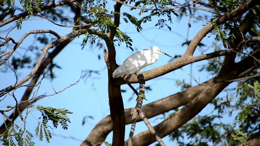 Egret searching for prey in its natural habitat.