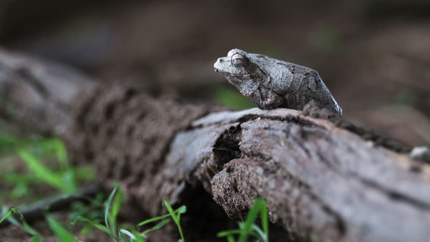 Southern Foam-nest Tree Frog Sitting On A Wood In The Forest Ground. - close up shot