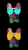 A cutout of the head of a cute puppy french bulldog dog wearing glasses in vertical