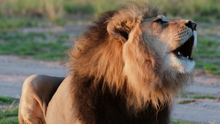 Male African Lion Roaring - Close Up Shot