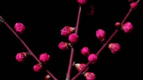 Time lapse footage of blooming pink plum blossoms isolated on black background, many flowers blooming from bud to full blossom, 4k video b roll shot.