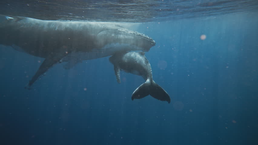 Humpback Whales (Megaptera Novaeangliae) In Tonga; Excellent Underwater Footage Of Mom Resting With Her Young Calf; Maternal Love, Bonding, And Intimacy.