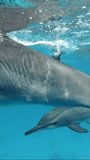 Vertical video, Family group of dolphins swim under surface of turquoise water, Slow motion, Close-up. A pod of spinner dolphins floating in the blue ocean on shallow water