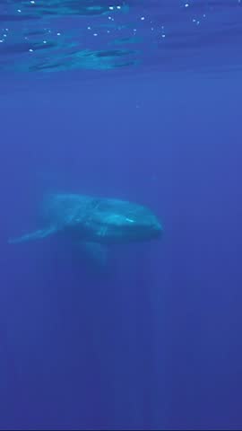 Vertical video - Two Blue Whales mother with baby whale slowly swim in blue water in sunrays. Blue whale (Balaenoptera musculus) Slow motion, Indian Ocean