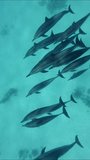 Vertical video, Pod of Dolphins swim over sand seabed, top view. Group of spinner dolphins floating over sandy bottom