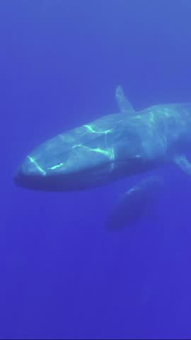 Vertical video - Two Blue Whales mother with baby whale slowly swim in blue water in sunrays. Blue whale (Balaenoptera musculus) Slow motion, Indian Ocean