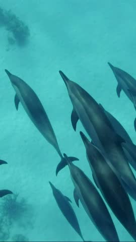 Vertical video, Top view of a pod dolphins swim over sand seabed, Slow motion. Group of spinner dolphins floating above sandy bottom