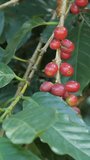 100% Organic Arabica Coffee Beans On Tree In india