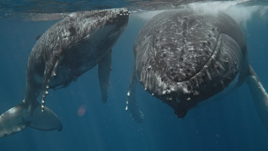 Humpback Whales, Super Rare Close-Up Encounter, Curious Mom And Calf Approaches A Friendly Tourist Snorkeling In Vava