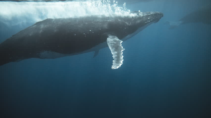 Large Male Humpback Whale Blowing A Bubble Trail To Escort Mom And Baby Calf Out Of A Heat Run; Courtship And Mating Behaviors; 4K Low Angle Underwater Shot. Royalty-Free Stock Footage #3444452653