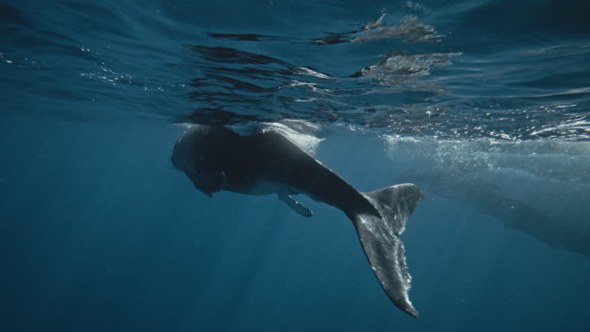 Playful Acrobatic Humpback Whale Calf Twisting, Turning, And Doing Full Body Rotations Under The Sunlit Surface Of The Ocean; Breathtakingly Beautiful Graceful Movements.