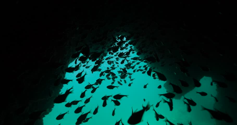 Marvelous view of a deep oceanic cave full of small fish.

