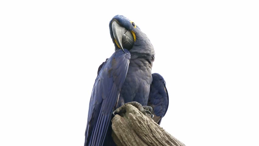 Hyacinth macaw, anodorhynchus hyacinthinus with vibrant blue plumage, perched on top of a snag, vulnerable bird species due to habitat loss and illegal pet trade, close up shot with copyspace.