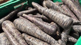 Fresh purple carrots in the hand of a woman in a grocery supermarket. Healthy eating and lifestyle. High quality 4k footage.