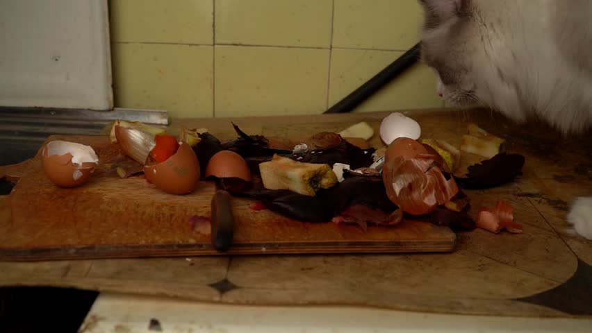 Food waste, cat in the kitchen.
