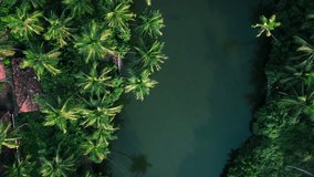 Aerial view of tropical lake with coconut trees, Kerala nature landscape drone footage, Kerala backwaters video