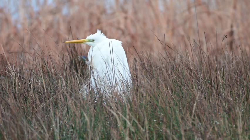 A great egret stands partly hidden in tall brown reeds, its white body and yellow bill contrasting with the winter marsh.