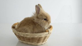 A small beige rabbit sits in a small basket on a light background. The rabbit is shaking. Video HD