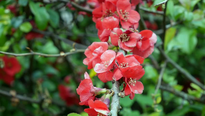 Bright red flowers bloomed in the botanical garden. Chaenomeles quince japonica. Bushes with bright red flowers bloom against a background of green foliage. Japanese quince chaenomeles. 4k Royalty-Free Stock Footage #3444684967