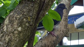 An ordinary pigeon sits on a tree near the feeder and waits for food. City bird. A gray pigeon feeds from a feeder in a botanical garden. High quality 4k footage