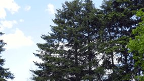 Tall pine trees on the background of the blue sky. Green coniferous trees. Botanical garden. A walk in the park. Camera movement from top to bottom. High quality 4k footage