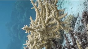 Enchanting charm of underwater of white soft corals and deep blue water. White color of corals creates fascinating contrast with deep, clean blue canvas of underwater world. Vertical video. Red Sea.