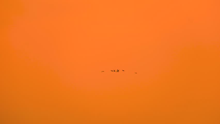 Birds fly in murmuration flock formation early morning orange haze sky