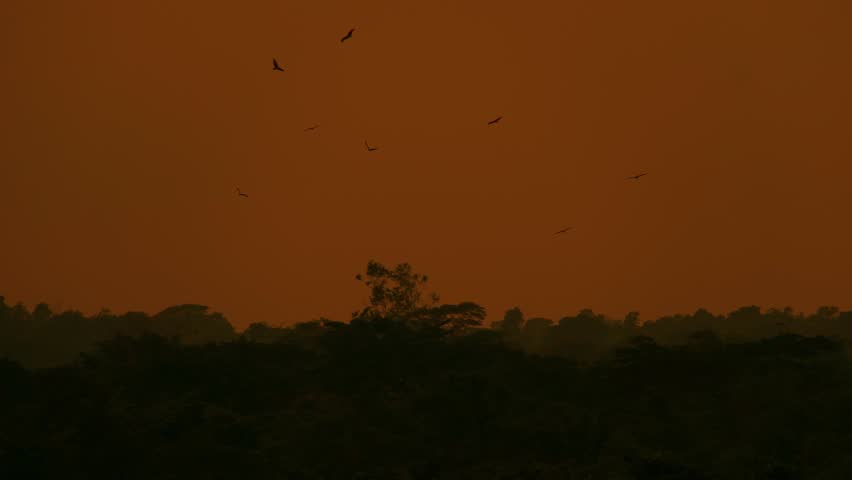 Spooky forest background, flock of birds flying over dark orange sky, copyspace