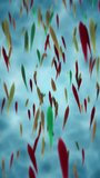 Vertical video - colorful tropical fish swimming in a turquoise ocean or aquarium. This underwater, marine motion background animation is full HD and looping.