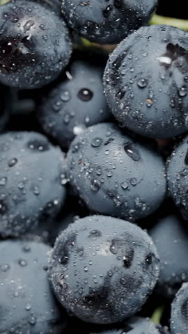 Vertical video. Water droplets on Black Grape berries, water splashes onto the clusters. In slow motion.