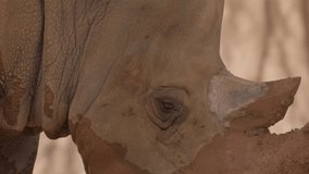 This video shows a super close up, detailed view of a rhinoceros' face covered in mud.