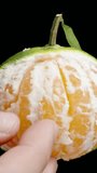 Vertical video. I extract one segment of the Tangerine while holding it by the stem, on a black background. Close-up.