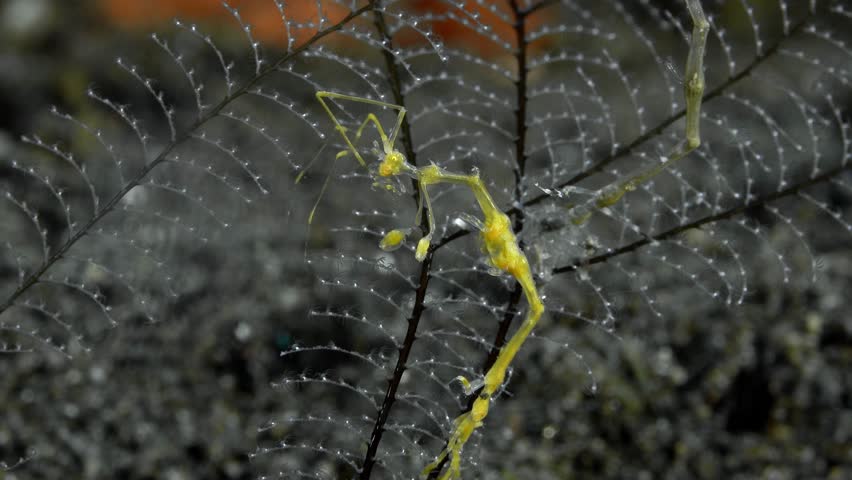 Close-up portrait. A yellow skeleton shrimp sits on a hydroid that grows on the bottom of a tropical sea, holding onto it with its hind limbs. The sea current rocks it from side to side. Royalty-Free Stock Footage #3444799383