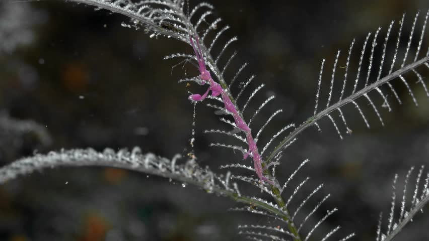 A pink skeleton shrimp sits on a hydroid growing on the bottom of a tropical sea, holding onto it with its hind limbs. The sea current rocks it from side to side.	 Royalty-Free Stock Footage #3444799639