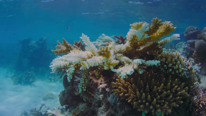 The Great Barrier Reef, off Australia's coast, is Earth's largest coral reef system, teeming with marine life and vibrant coral formations.



 Royalty-Free Stock Footage #3444841985
