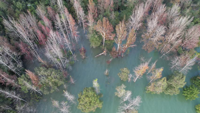 Tropical forest next to the lake