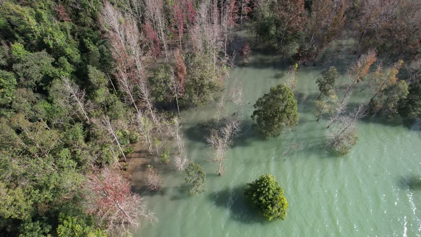 
Tropical forest next to the lake
