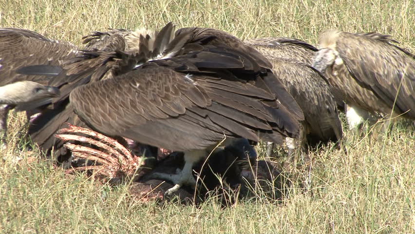Vultures at a kill in the Masai Mara, Kenya, Africa.