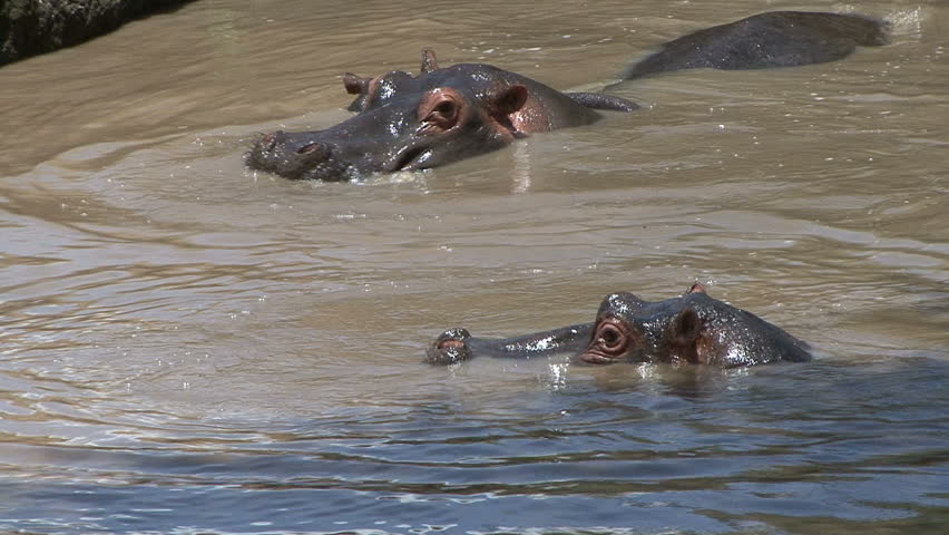 A hippo family relax in a sunlit pool in the Masai Mara Kenya, Africa. 