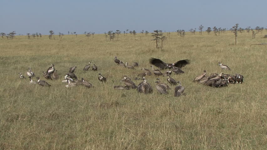 A vulture flies to a kill and is the alpha vulture.  Filmed in the Masai Mara,