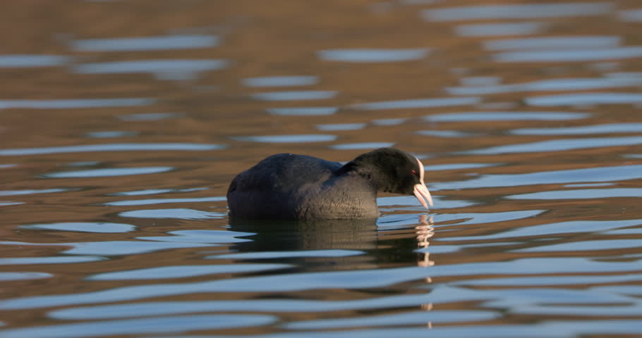 Coots on a winter day at the park lake in Bucharest, Romania