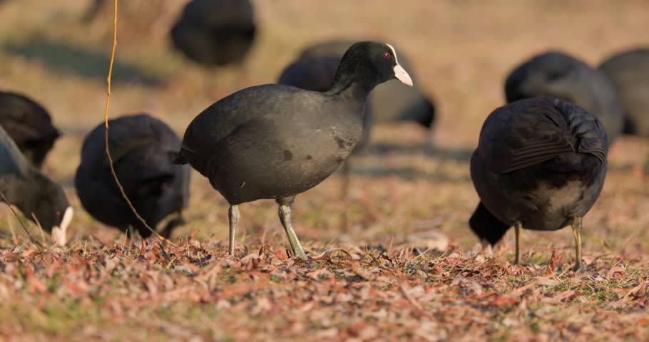 Coots on a winter day at the park lake in Bucharest, Romania