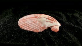 Pecten maximus scallop sea shell on a black sand background 4K