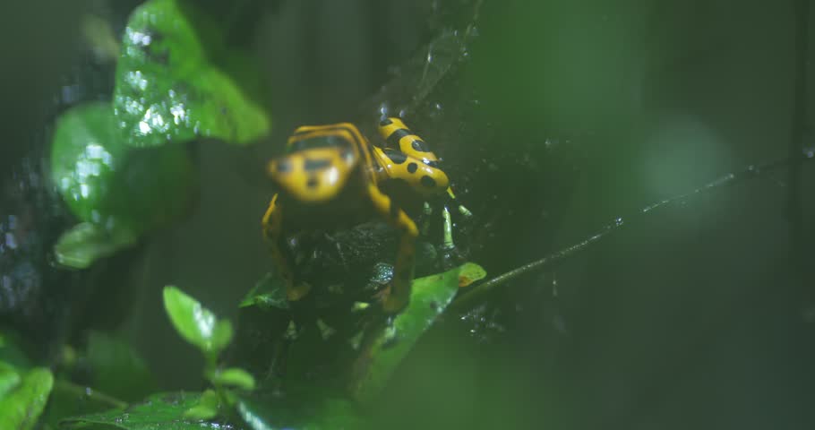 A golden poison dart frog Phyllobates terribilis sits on a leaf in the rainforest. The frog is bright yellow with black spots and has a black stripe running down its back. It is surrounded by green