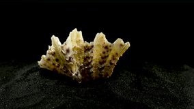 Close-up of Hippopus hippopus sea shell on a black sand background 4K