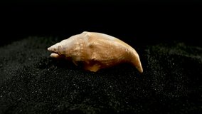 Strombidae seastar shell on a black sand background 4K