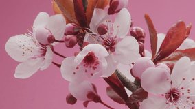 Spring flowers. Plum flowers on plums branch blossom on a pink background. Time lapse video.